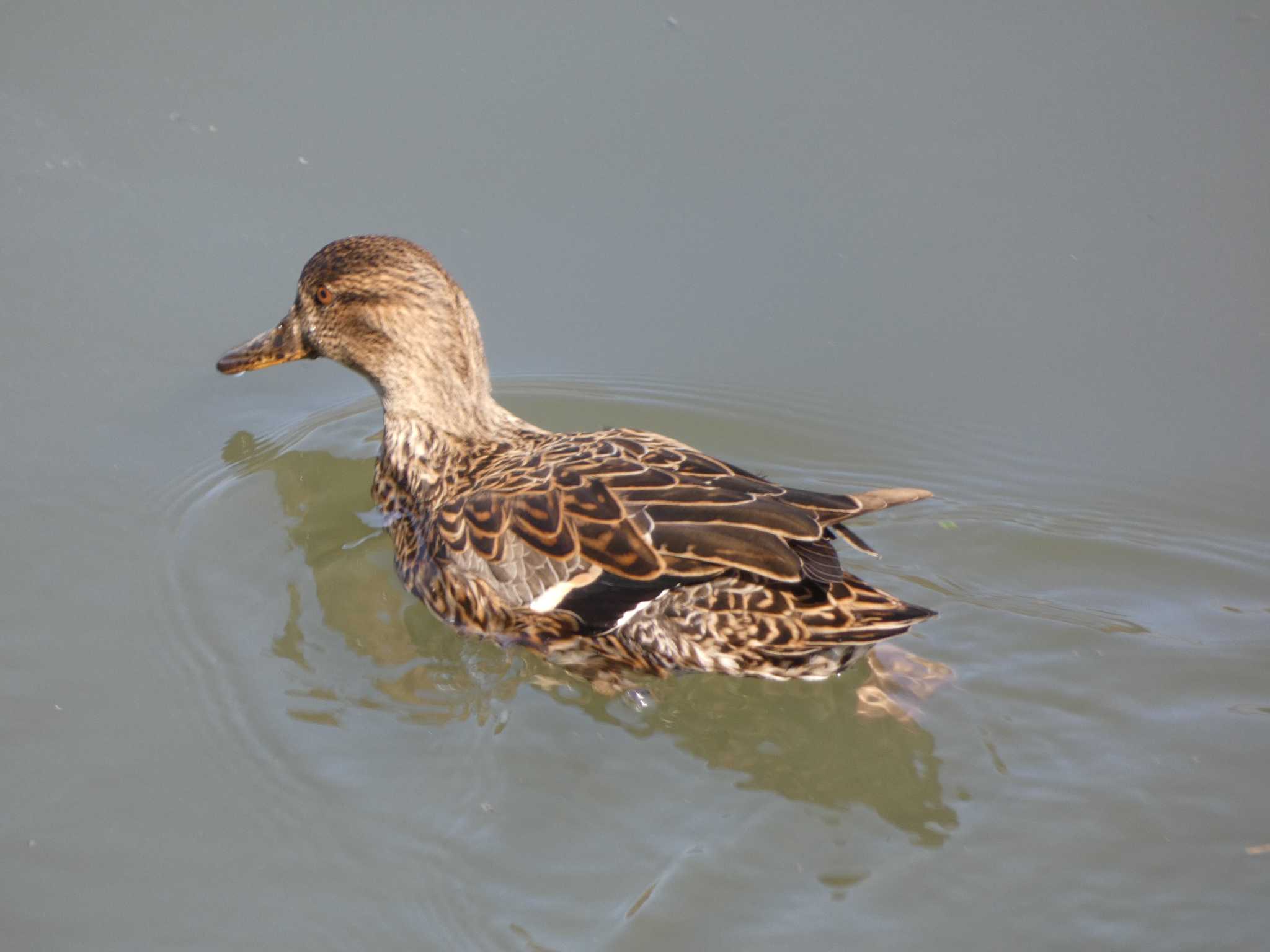 Eurasian Teal