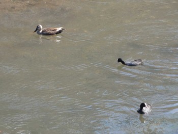 2024年3月13日(水) 大柏川の野鳥観察記録