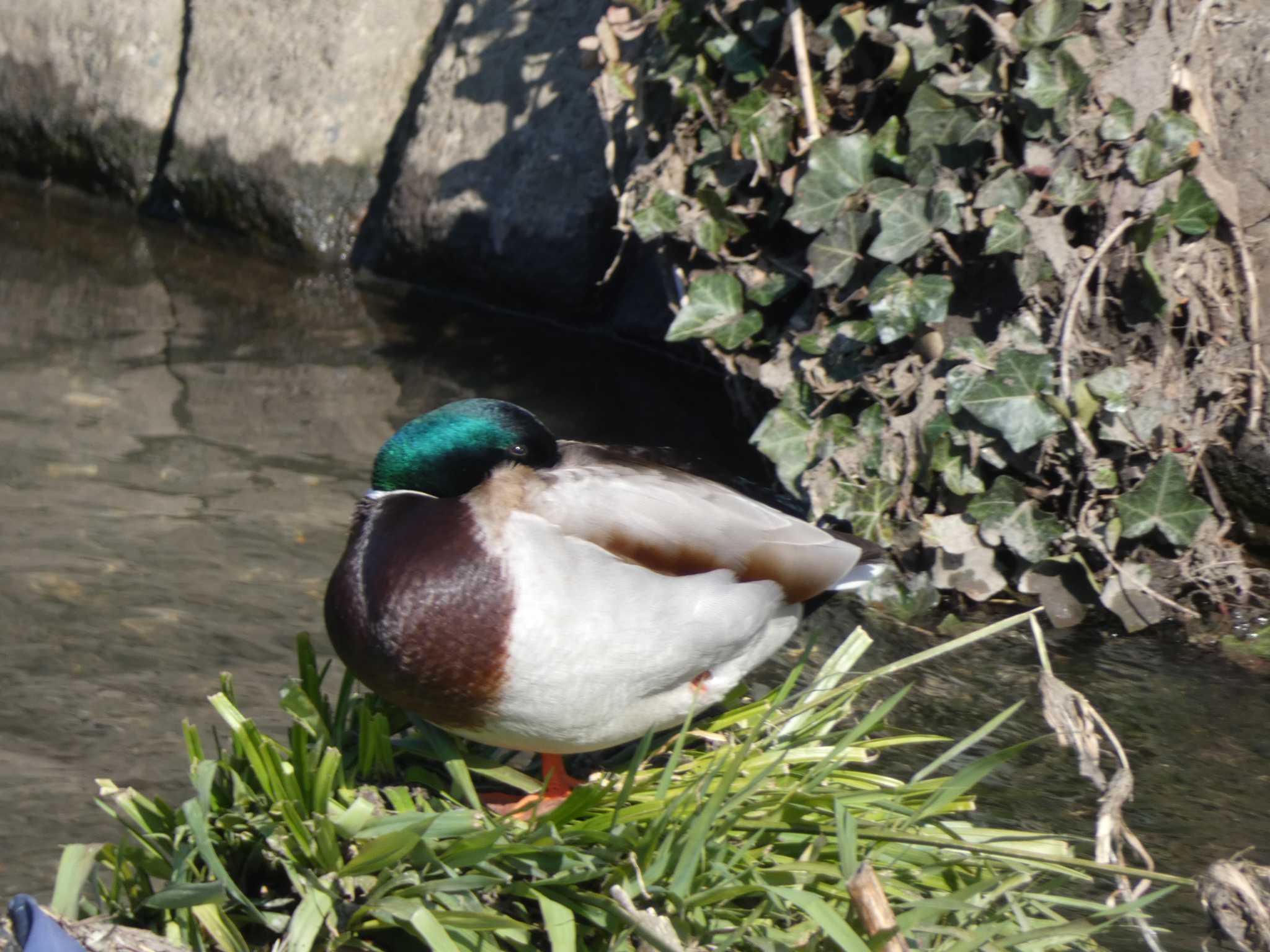 Mallard