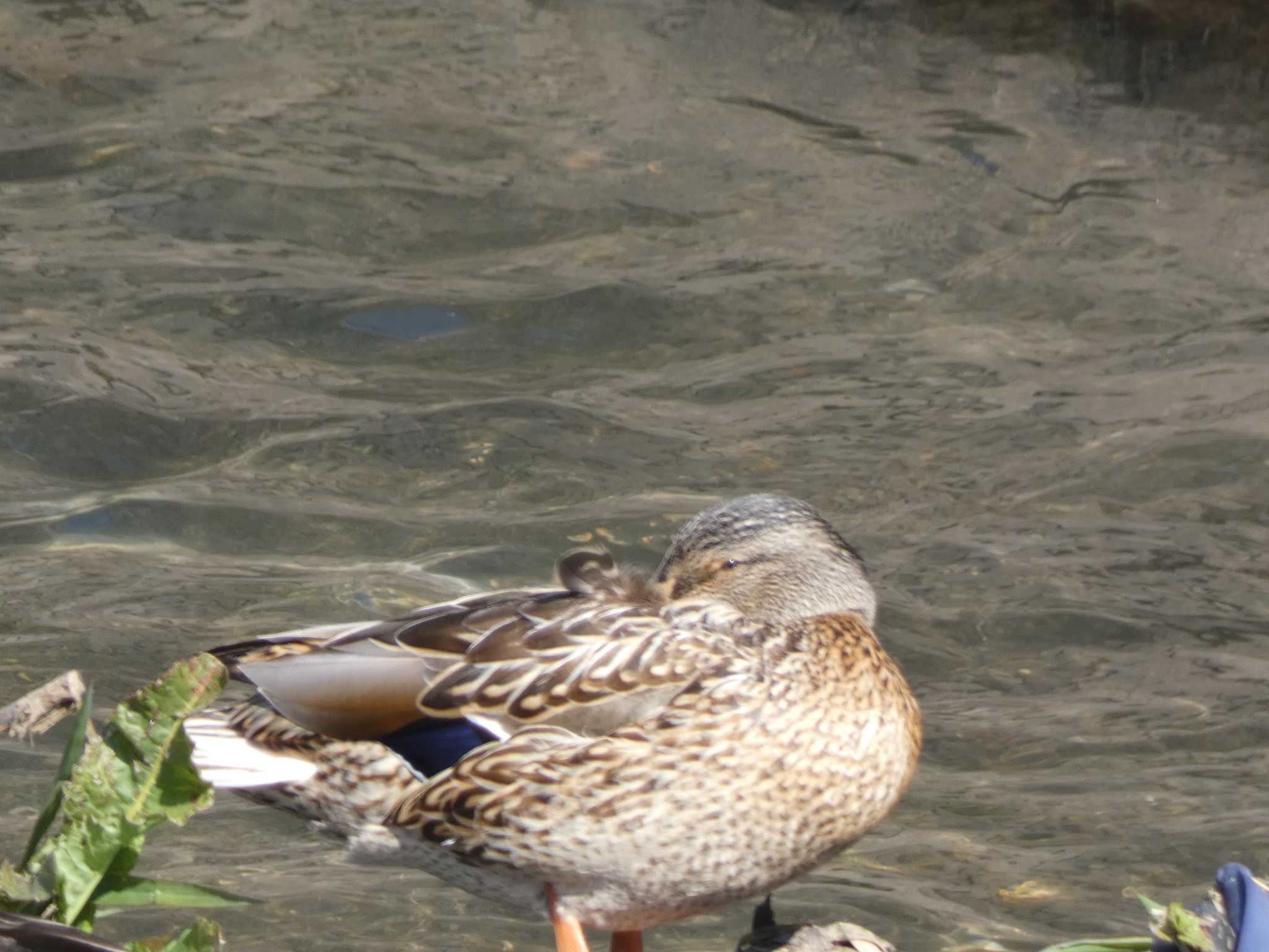 大柏川 マガモの写真 by 佐々木と鳥ちゃん