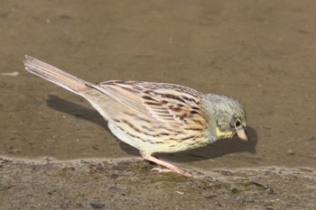 Masked Bunting 宮田用水(蘇南公園前・江南市) Wed, 3/13/2024