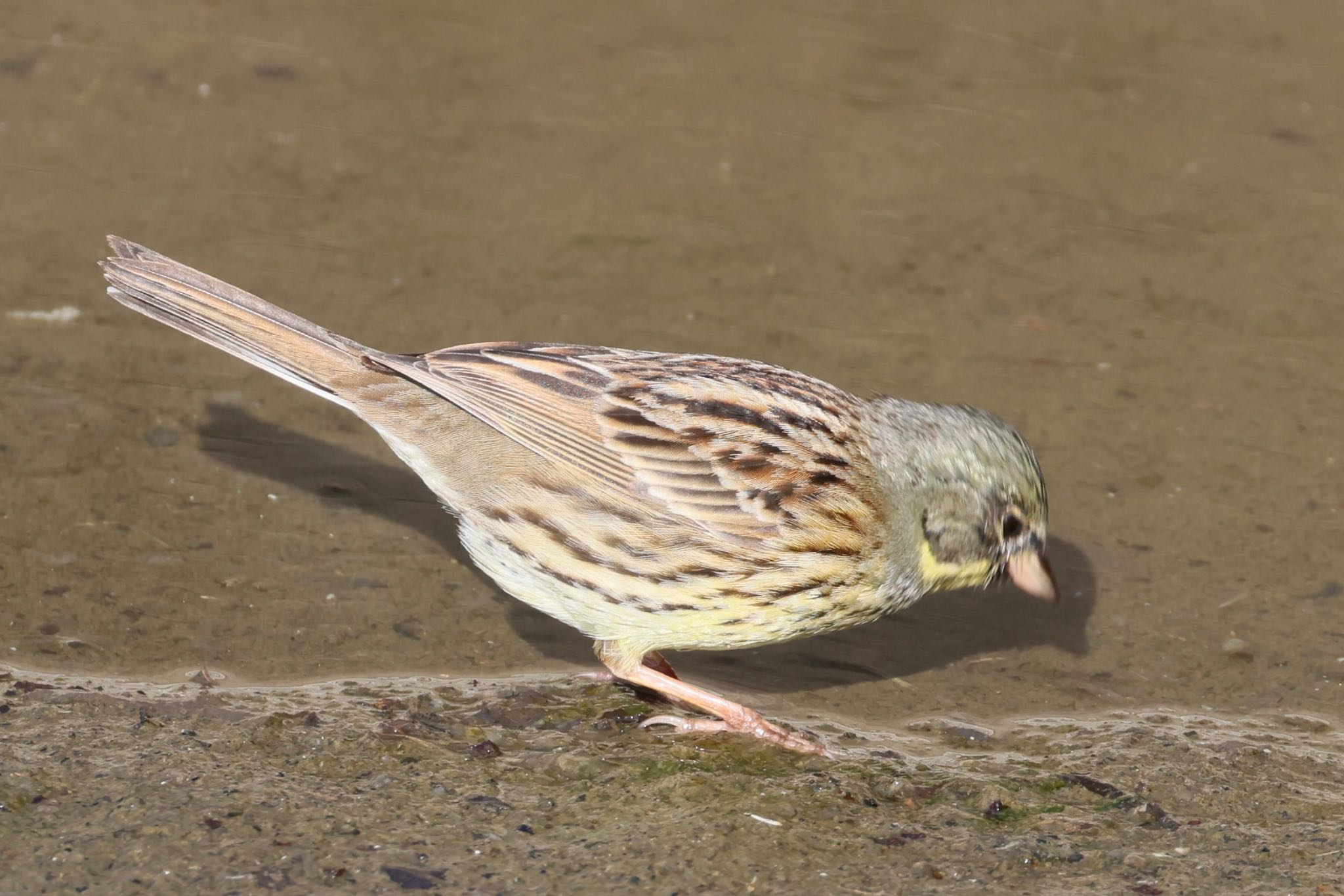 Masked Bunting