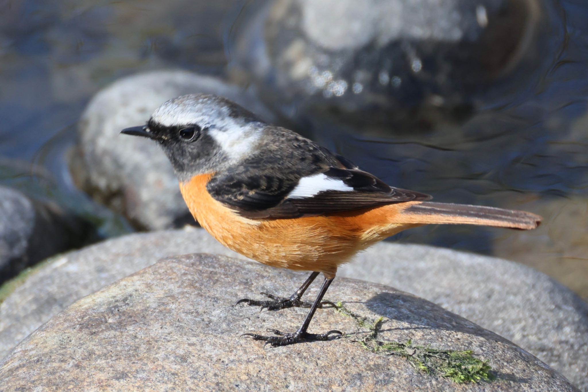 Photo of Daurian Redstart at 宮田用水(蘇南公園前・江南市) by フーさん