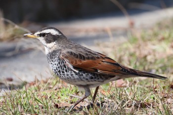 Dusky Thrush 宮田用水(蘇南公園前・江南市) Wed, 3/13/2024