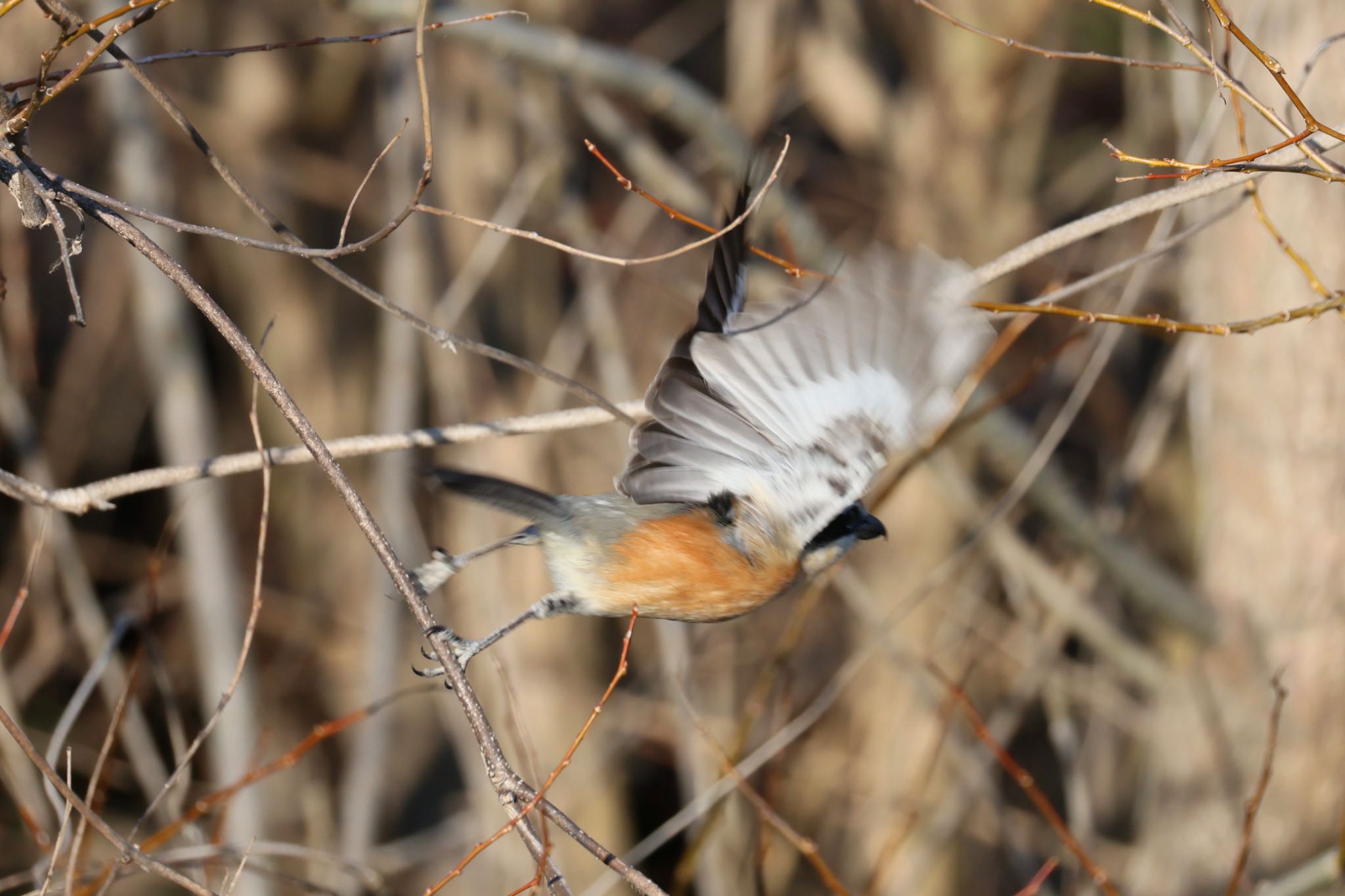 Bull-headed Shrike