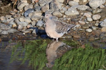 Oriental Turtle Dove 宮田用水(蘇南公園前・江南市) Wed, 3/13/2024