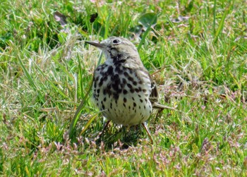 Water Pipit 淀川河川公園 Mon, 3/15/2021