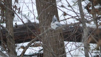 2018年11月25日(日) 札幌市南区の野鳥観察記録