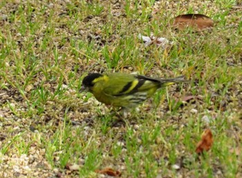 Eurasian Siskin 倉敷市 Sat, 3/27/2021