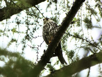 Eurasian Hobby Makomanai Park Mon, 7/19/2021