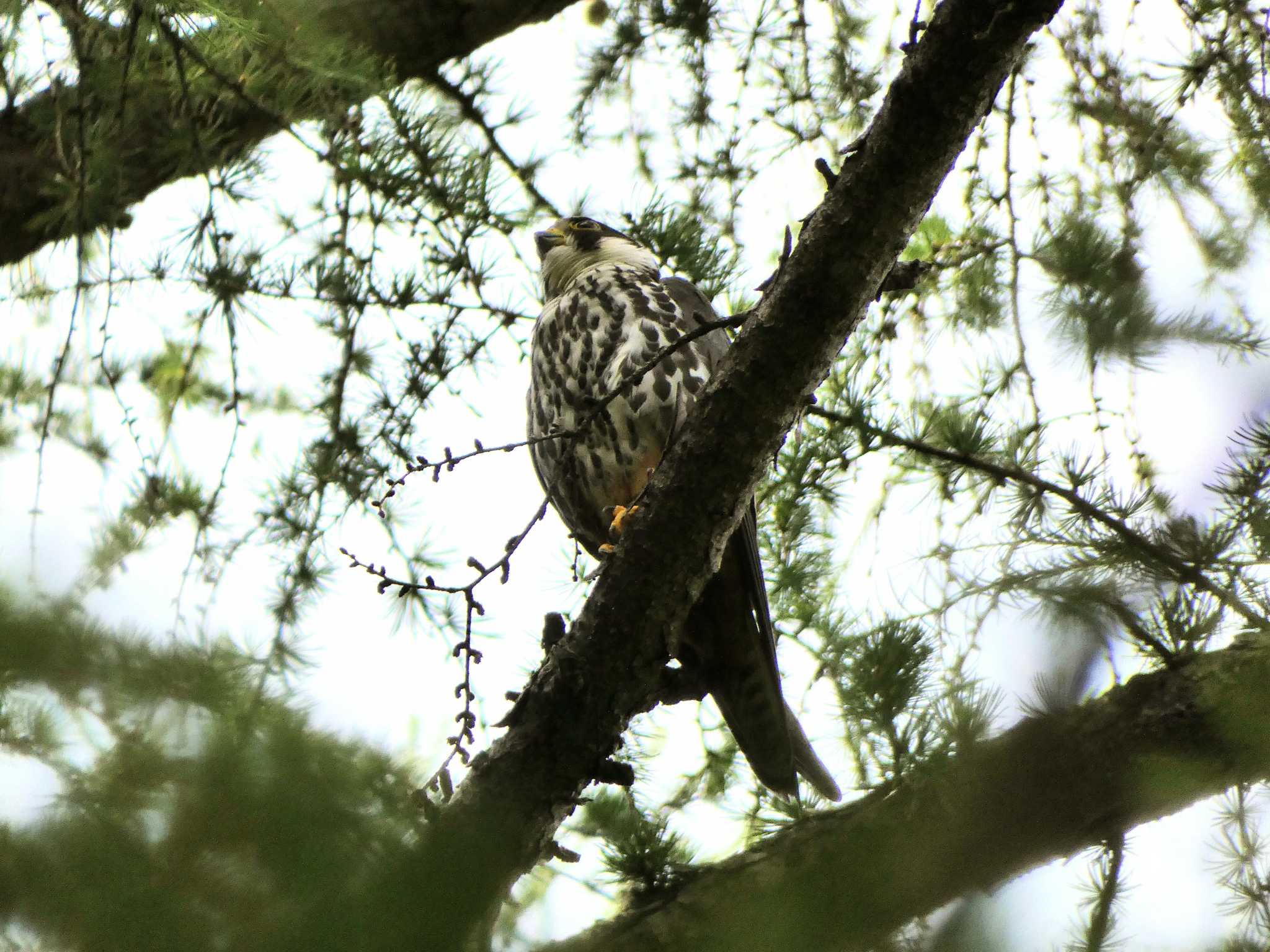 真駒内公園 チゴハヤブサの写真 by samasama3