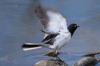 Japanese Wagtail 宮田用水(蘇南公園前・江南市) Wed, 3/13/2024