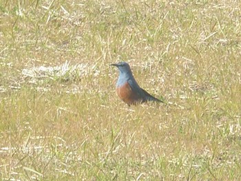 Wed, 3/13/2024 Birding report at 美南中央公園