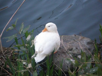 2024年3月13日(水) じゅん菜池緑地(蓴菜池緑地)の野鳥観察記録