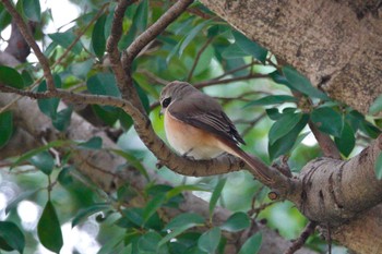 Brown Shrike(lucionensis) 台中公園(台湾) Sat, 1/27/2024