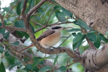 Brown Shrike(lucionensis) 台中公園(台湾) Sat, 1/27/2024