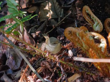 Japanese Bush Warbler 横浜市立金沢自然公園 Wed, 3/13/2024