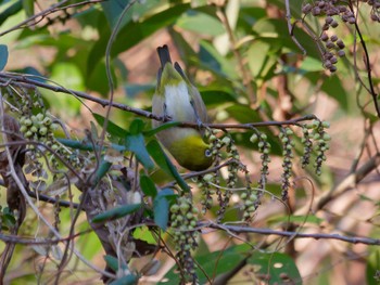 Warbling White-eye 横浜市立金沢自然公園 Wed, 3/13/2024