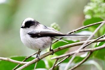 Long-tailed Tit 長良川ふれあいの森 Wed, 3/13/2024