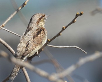 2024年3月11日(月) 愛知県の野鳥観察記録