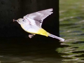 Grey Wagtail 水元 Sat, 3/9/2024