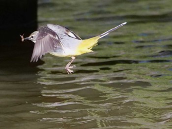 Grey Wagtail 水元 Sat, 3/9/2024