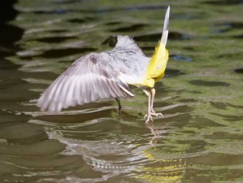 Grey Wagtail 水元 Sat, 3/9/2024