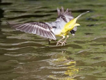 Grey Wagtail 水元 Sat, 3/9/2024