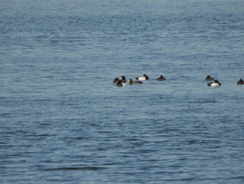 スズガモ 東京港野鳥公園 2024年3月13日(水)