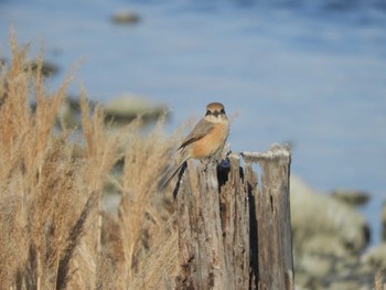 2024年3月13日(水) 東京港野鳥公園の野鳥観察記録