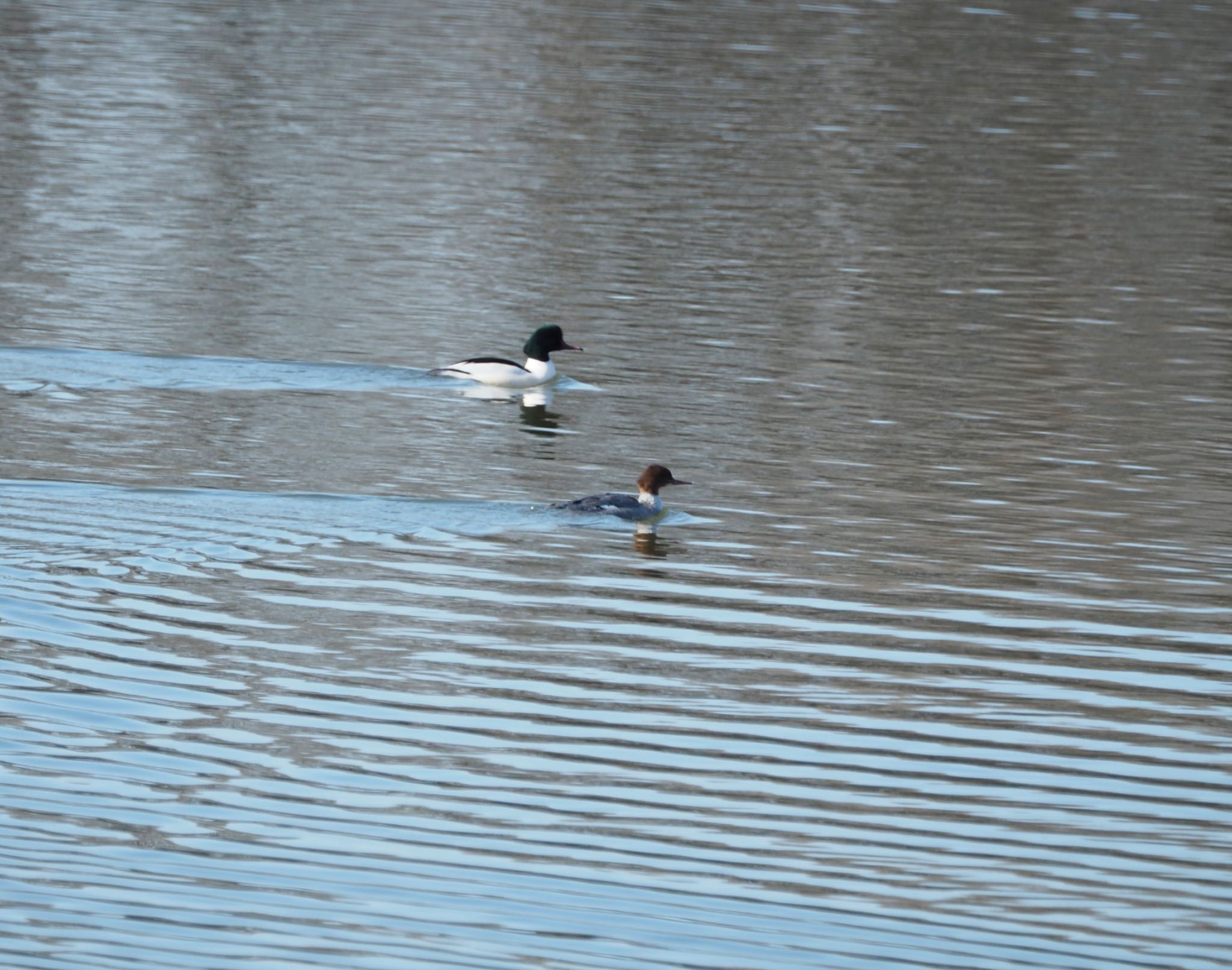 Photo of Common Merganser at  by ヒトリスキ“h1toriski”