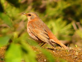 2024年3月13日(水) 六義園の野鳥観察記録