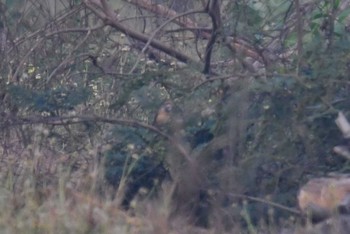 Bluethroat タイ Wed, 2/12/2020