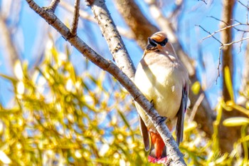 Japanese Waxwing 富岡総合公園(横浜市) Sun, 3/10/2024