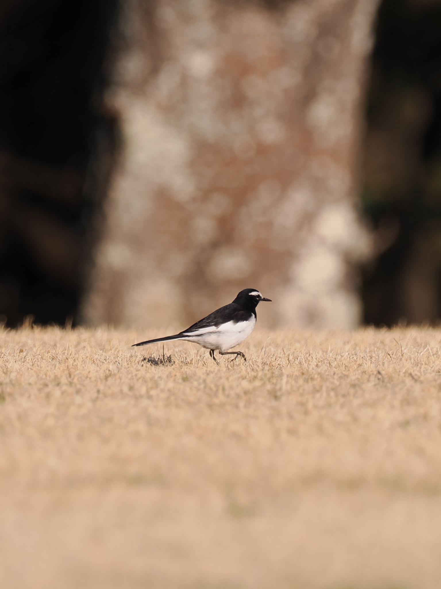 坂田ヶ池総合公園 セグロセキレイの写真 by daffy@お散歩探鳥＆遠征探鳥♪