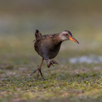 Brown-cheeked Rail 熊本 Mon, 3/11/2024