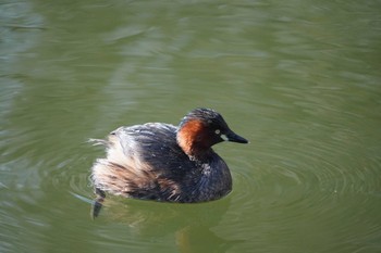 カイツブリ 井の頭恩賜公園 2024年3月7日(木)