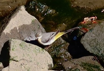 2024年3月13日(水) 長津川ふれあい広場の野鳥観察記録