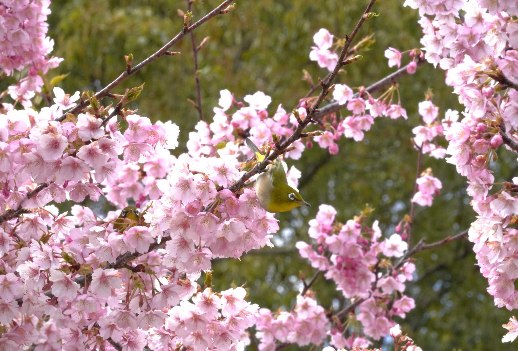 河津桜とメジロたち by jasmine