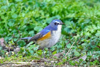 Red-flanked Bluetail 馬見丘陵公園 Sun, 3/10/2024