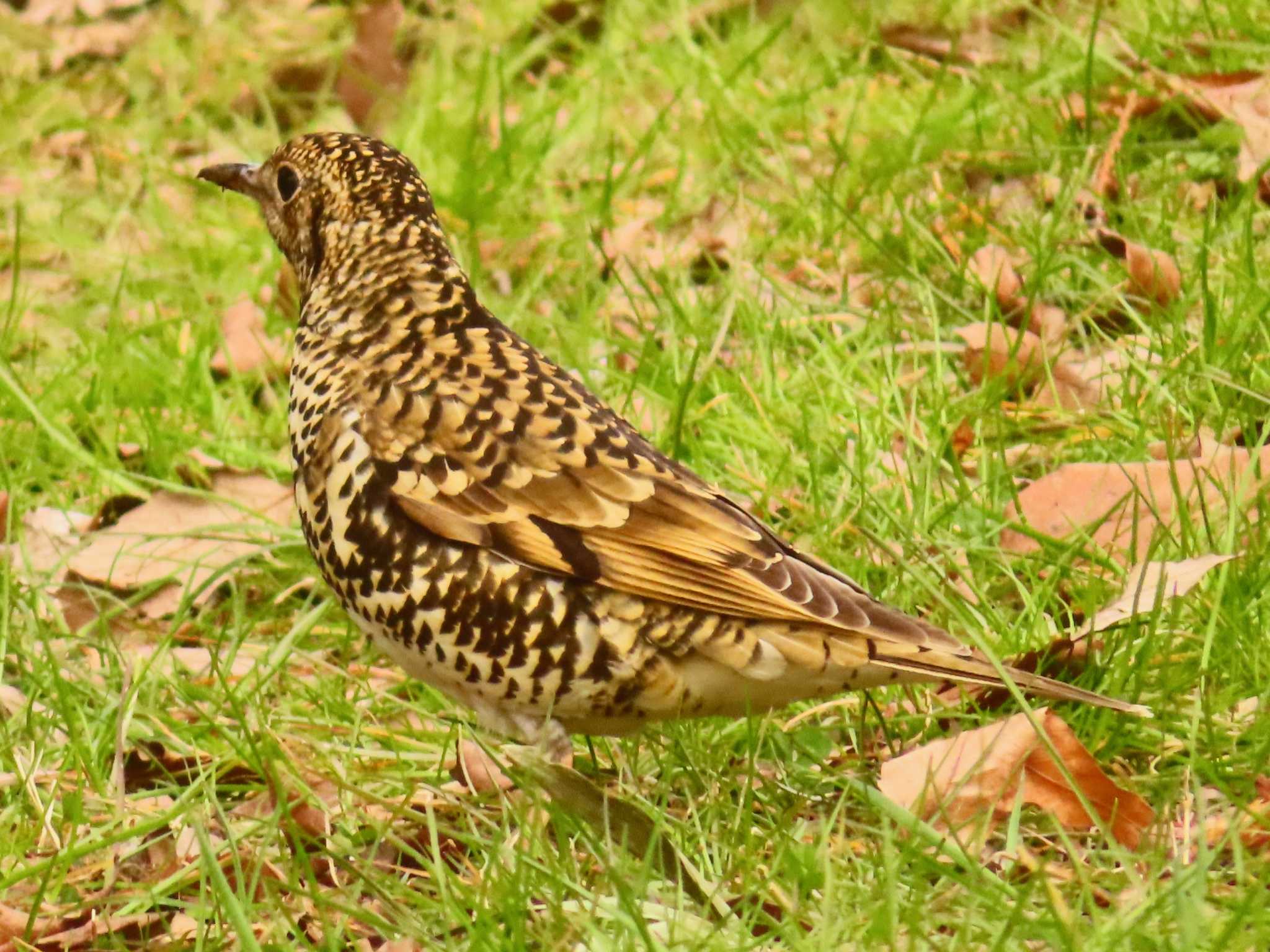 Photo of White's Thrush at 東京都立桜ヶ丘公園(聖蹟桜ヶ丘) by ゆ