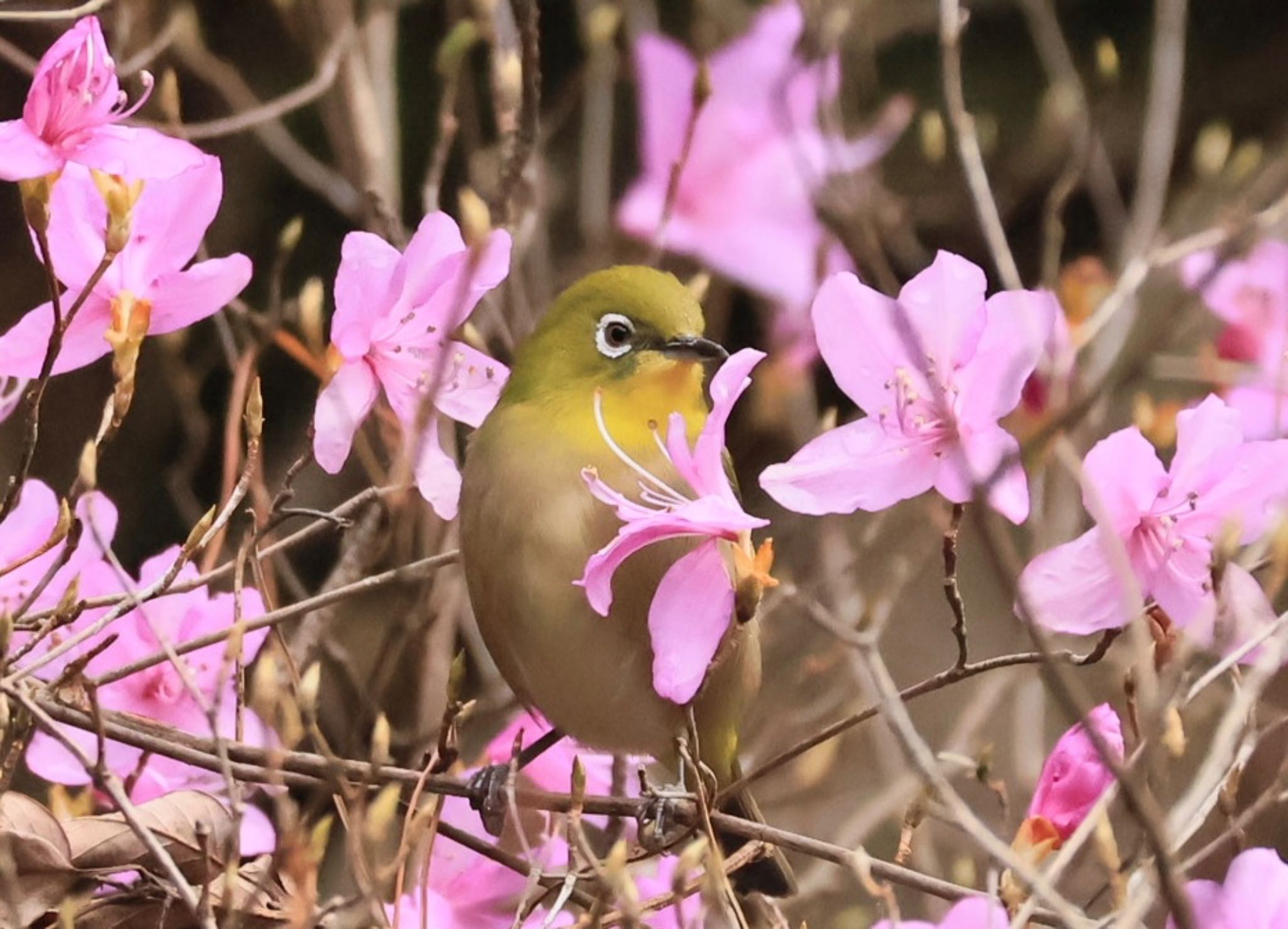 甲山森林公園 メジロの写真 by ぼよ