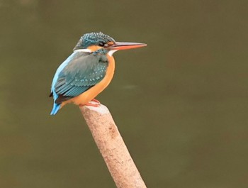 Common Kingfisher 甲山森林公園 Wed, 3/13/2024