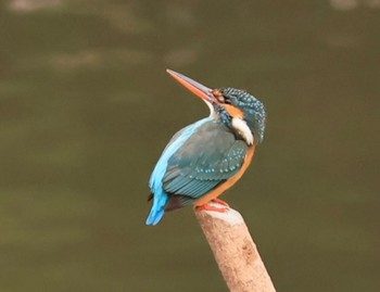 カワセミ 甲山森林公園 2024年3月13日(水)