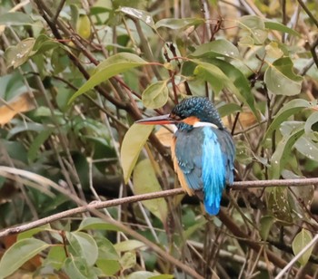 Common Kingfisher 甲山森林公園 Wed, 3/13/2024