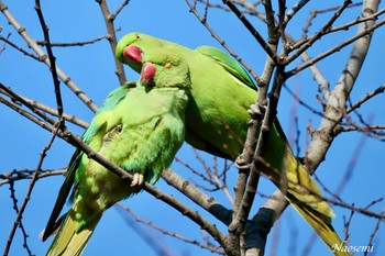 Rose-ringed Parakeet 洗足池(大田区) Wed, 3/13/2024