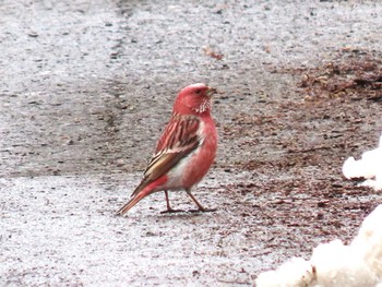 Fri, 3/8/2024 Birding report at 宮城県