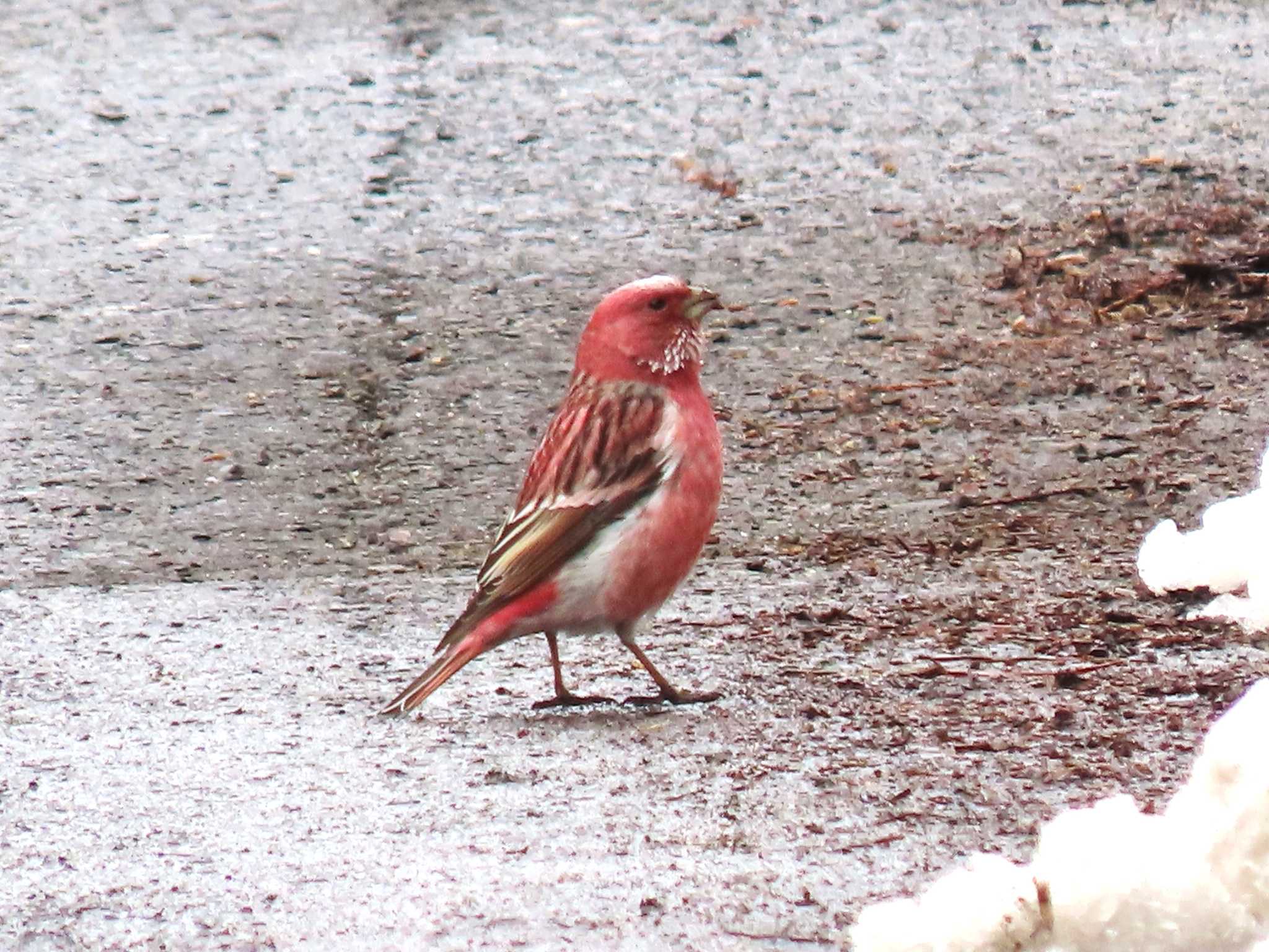 Pallas's Rosefinch