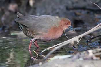 Ruddy-breasted Crake 愛知県 Sun, 3/10/2024