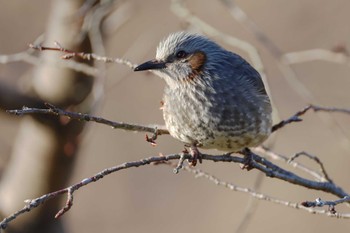 Brown-eared Bulbul 愛知県 Sun, 3/10/2024